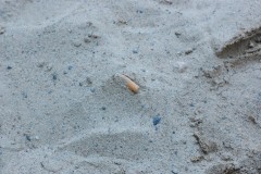 Spania, Marbella - Autoritatile impart 15.000 de scrumiere pe plaja