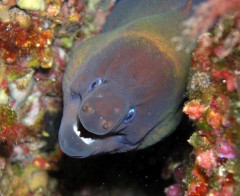 Turcia - Practicati scufundari de placere