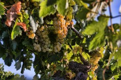 Spania - Festivalul Vendimia din Jerez