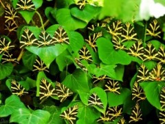 Grecia- un ecosistem cu destinatia: protejat